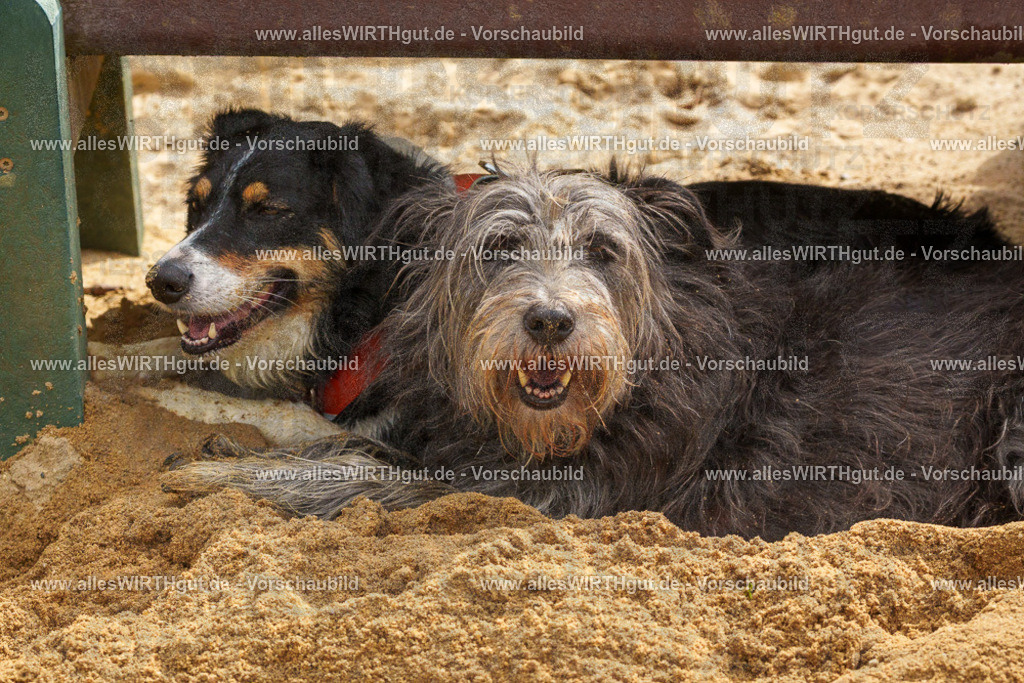 Hundeschwimmen_Grefrath_2026-allesWIRTHgut_Tierfotografie-11_59-FAY08468 | Professionelle Tierfotografie in Mönchengladbach von Daniel Wirth (allesWIRTHgut). Liebevolle & natürliche Bilder von Hunden & Katzen für unvergessliche Erinnerungen.