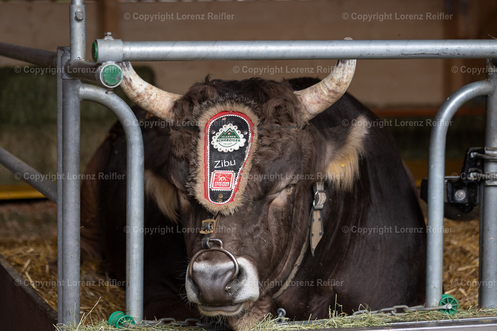 Schwingen -  ESAF Freitag Festumzug 2025 | Mollis, 29.8.25, Schwingen - ESAF Freitag Festumzug.