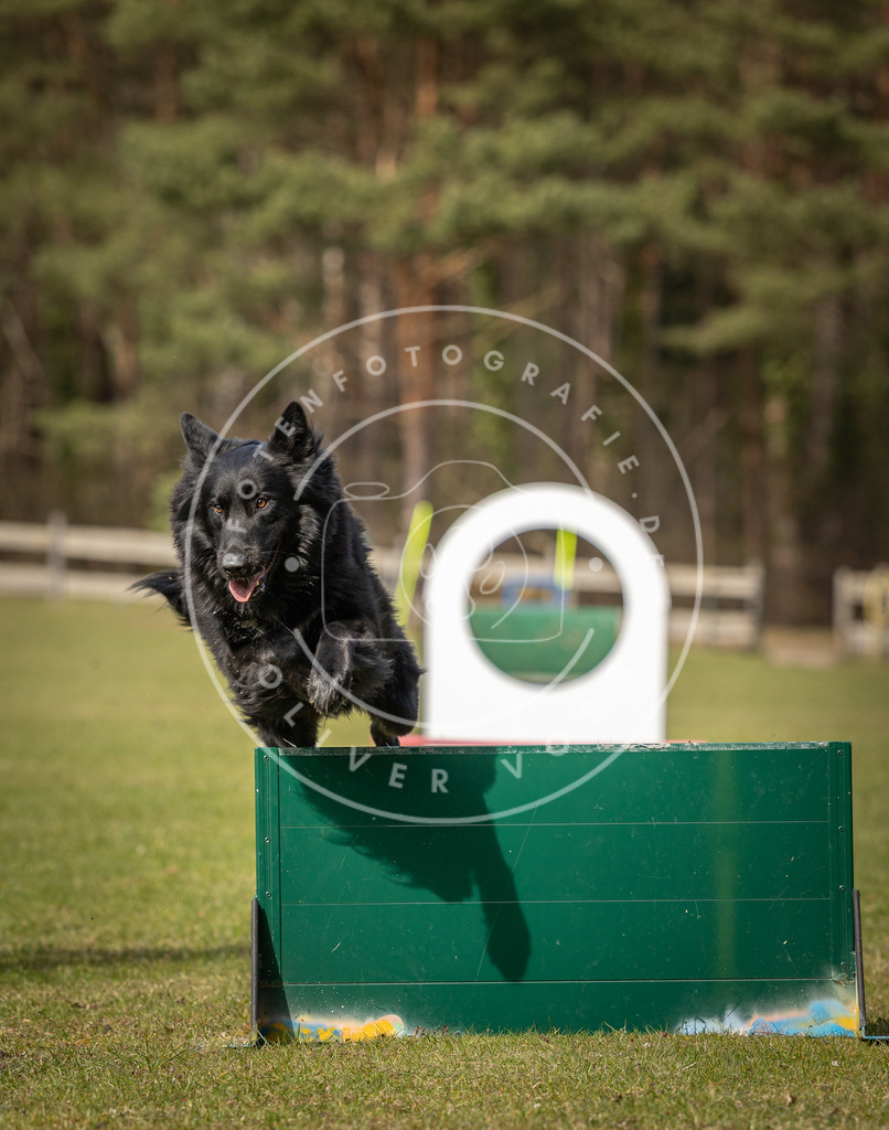 Pfotenfotografie_DV3A0731 | Hundefotografie, Tierfotograf, Pfotenfotografie, Fotoshooting Hund, Hunde Portrait, Hundesport, Hundeportraits, Heideshooting, Hunde, Sportfotograf, Hundefotograf, Turnierhundsport, THS,  - Realisiert mit Pictrs.com