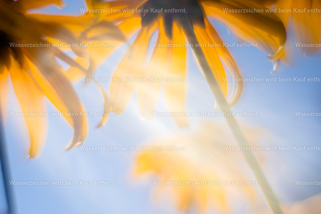 Meisterlicht | Verträumt strömt Licht durch goldene Blütenblätter. Verträumt streichelt es dich. Deine Träume führen dich zu deiner wahren Meisterschaft. Welche Träume hast du noch nicht geträumt? Träume umfangen im goldenen Licht.Jetzt findet die Zeitenwende statt. Jetzt werden aus deinen Träumen Wirklichkeit. Jetzt erkennst du deine Meisterschaft.