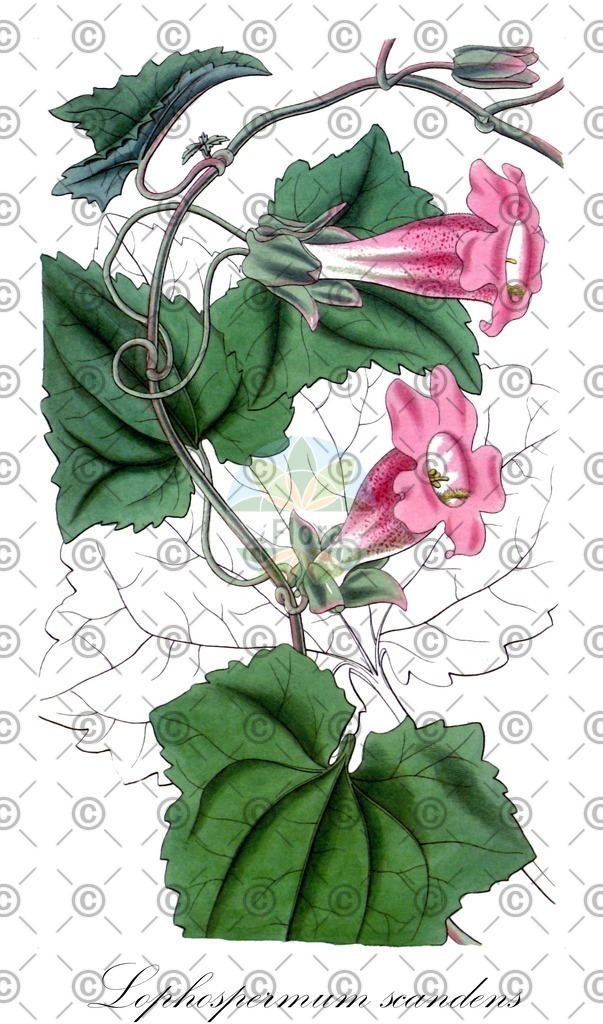 HistAbb_wfo-0000230658_1_ENZY_Simple | Historische Abbildung von Lophospermum scandens - Plantaginaceae | Historical Illustration of Lophospermum scandens - Plantaginaceae