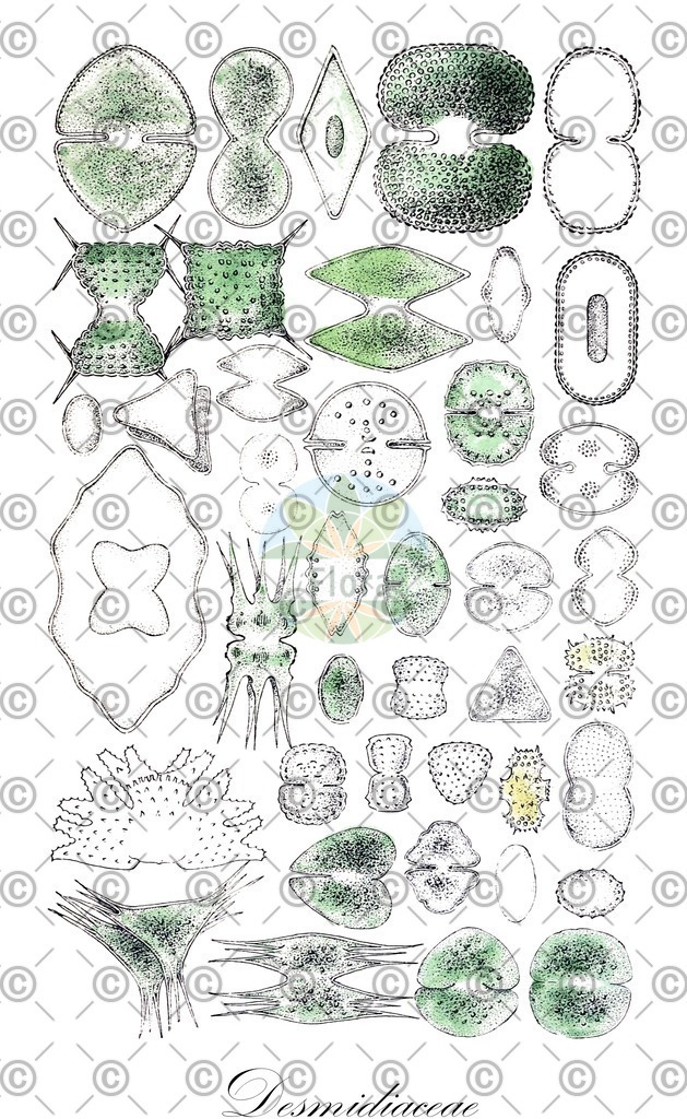 HistAbb_43MV_2_ENZY_Simple | Historische Abbildung von Desmidiaceae - Desmidiaceae (0) | Historical Illustration of Desmidiaceae - Desmidiaceae (0)