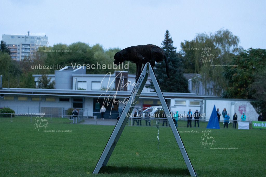 _16A4310 | Einzigartige Fotos von Hunden & Menschen –Actionfotos, Portraits, Vereinsaufnahmen & Paarshootings – authentisch, lebendig & mit Herz.