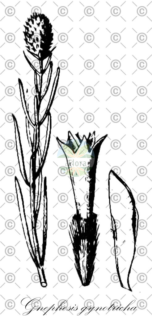 HistAbb_wfo-0000704992_1_ENZY_Simple | Historische Abbildung von Gnephosis gynotricha - Asteraceae | Historical Illustration of Gnephosis gynotricha - Asteraceae