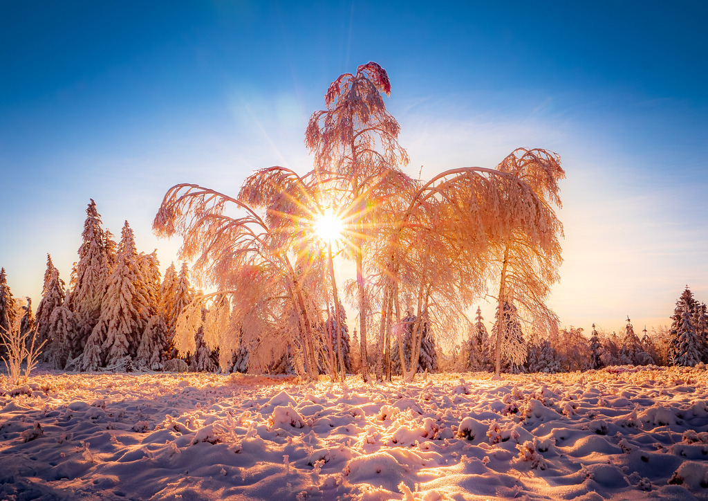 MPI_Winter_0004 | Vereister winterlicher Baum hinter der Zuflucht Richtung Lotharpfad - Realisiert mit Pictrs.com