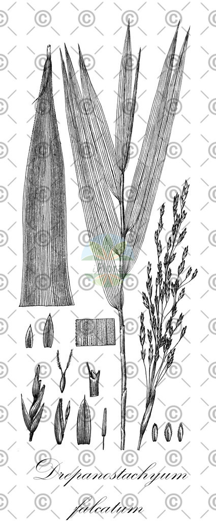 HistAbb_wfo-0000159544_1_ENZY_Simple | Historische Abbildung von Drepanostachyum falcatum - Poaceae | Historical Illustration of Drepanostachyum falcatum - Poaceae
