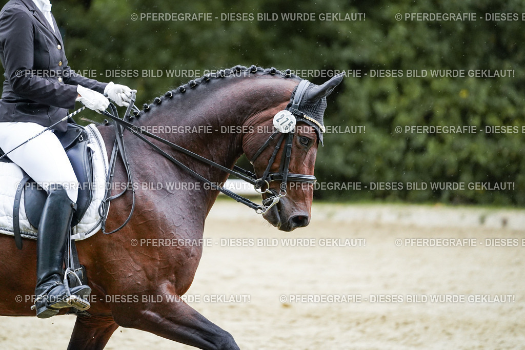 DSC00504 | Pferdegrafie