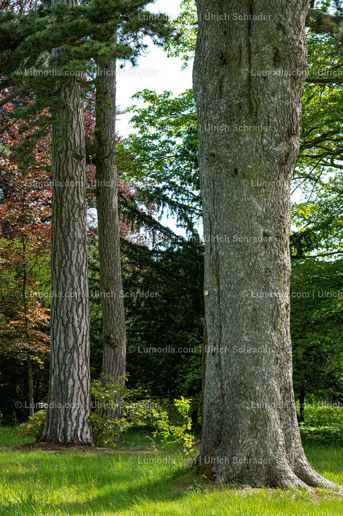 10049-14062 - Landschaftspark Degenershausen | Stockfoto und Bilderpool mit Bildmaterial aus Deutschland, dem Harz, Halberstadt, Quedlinburg, Wernigerode und weltweit. Qualitativ hochwertige und professionelle Fotos anschauen und kaufen. - Realisiert mit Pictrs.com