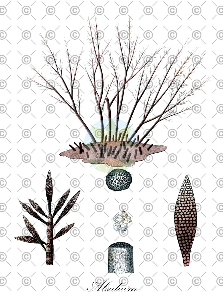 HistAbb_SXH_1_ENZY_Simple | Historische Abbildung von Alsidium - Rhodomelaceae (0) | Historical Illustration of Alsidium - Rhodomelaceae (0)