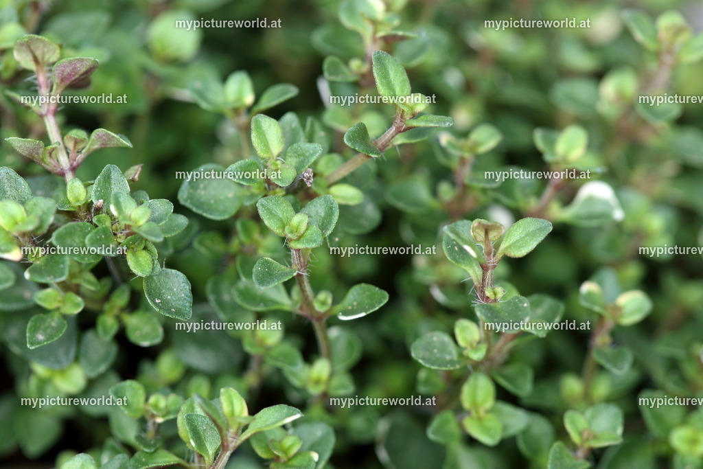 Thymian-001 | Das Bilderarchiv über Tiere, Planzen und Landschaften. In der Bilddatenbank finden Sie ein große Auswahl an hochwertigen Bilder für Ihre Werbung - Realized with Pictrs.com