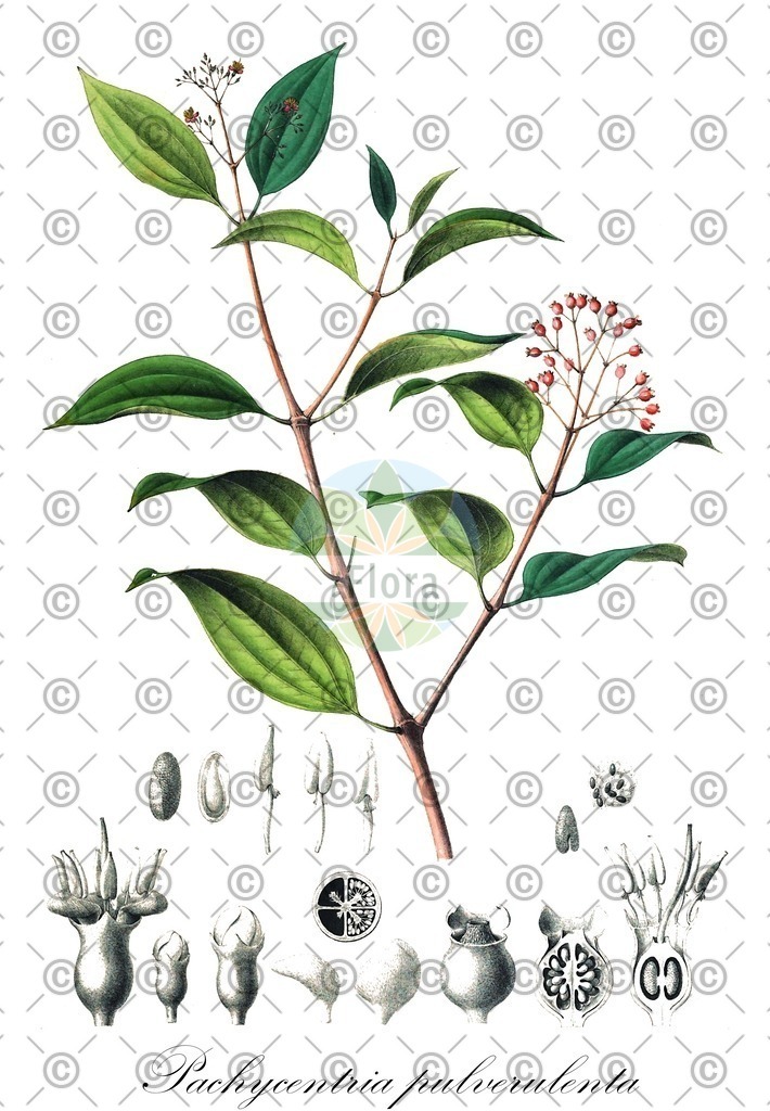 HistAbb_wfo-0001265289_1_ENZY_Simple | Historische Abbildung von Pachycentria pulverulenta - Melastomataceae | Historical Illustration of Pachycentria pulverulenta - Melastomataceae