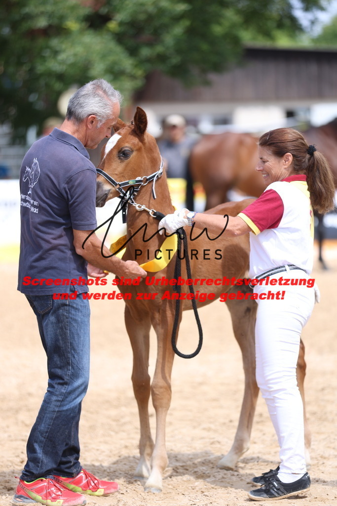 Fohlenschau_Schwäbisch_Hall_dressurbetonte_Fohlen_SIEGERFOHLEN_KN 4_4 | lmwpictures - Realisiert mit Pictrs.com