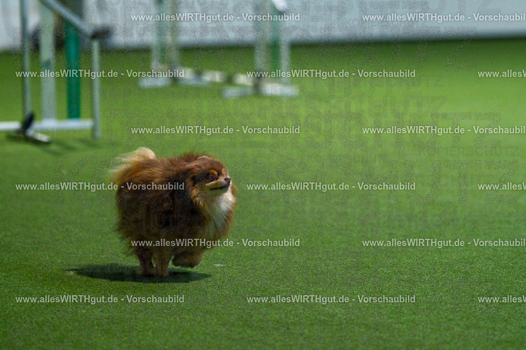 7R506819 | Professionelle Tierfotografie in Mönchengladbach von Daniel Wirth (allesWIRTHgut). Liebevolle & natürliche Bilder von Hunden & Katzen für unvergessliche Erinnerungen.