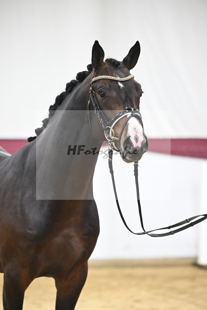 Kat-Nr. 100 Million Dollar x Diarado_ZG Schuster u. Schmid-Zemann_47253241 | hf-fotografie - Realisiert mit Pictrs.com