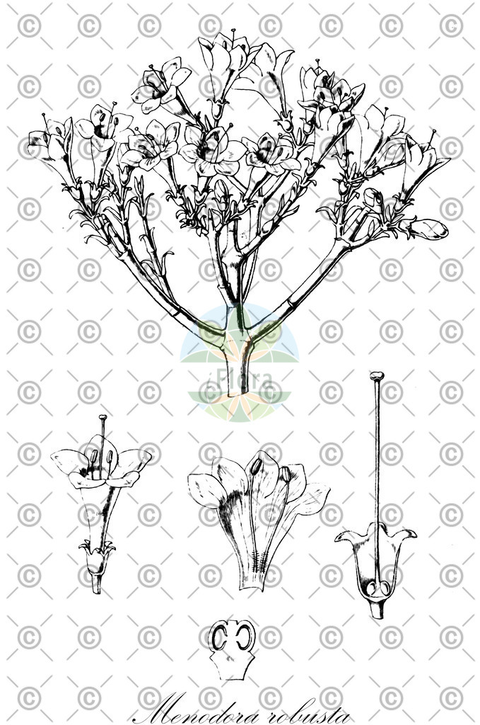 HistAbb_wfo-0001073683_1_ENZY_Simple | Historische Abbildung von Menodora robusta - Oleaceae | Historical Illustration of Menodora robusta - Oleaceae