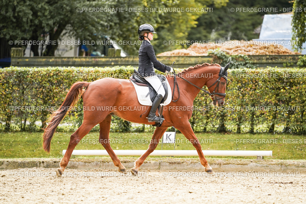 DSC01701 | Pferdegrafie