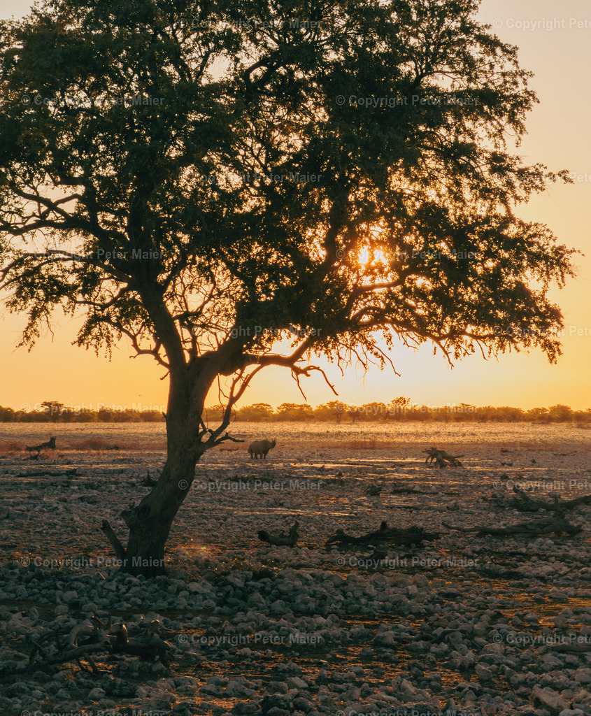 Etosha_Nationalpark_Namibia-1101 | piet_flosse