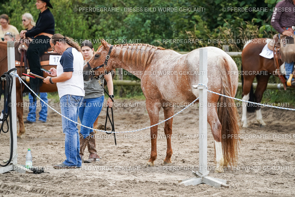 DSC07982 | Pferdegrafie