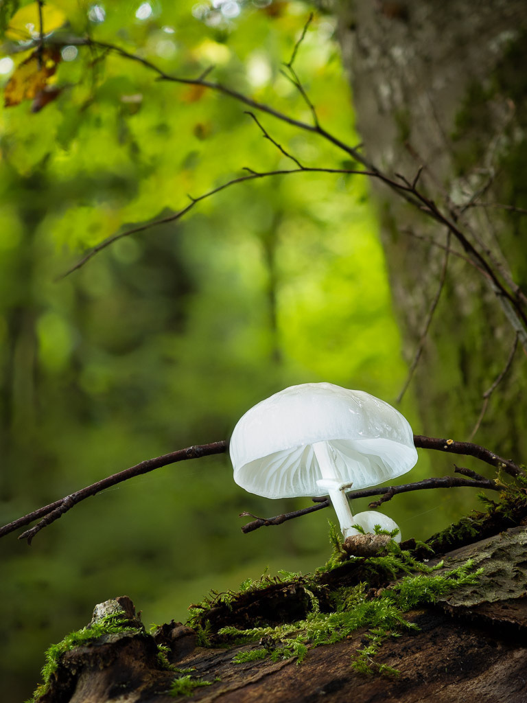 2023-10-29 13-59-41 (B_Radius8_Smoothing5) | Carismarkus, Fotografie, Lost Places, Urbex, Stilvoll, Akt, Nude, Fine Arts, Adventure, Beauty in decay - Realisiert mit Pictrs.com