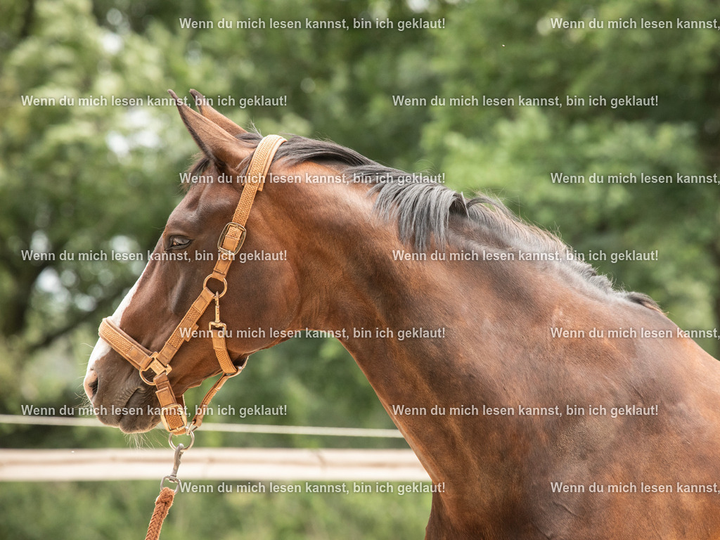 598A6977 | photographylinaismer - Realisiert mit Pictrs.com