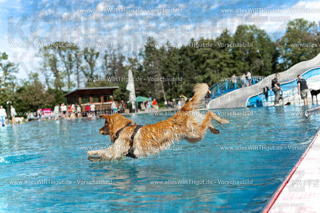 Hundeschwimmen_Volksbad_2026-allesWIRTHgut_Tierfotografie-2609061210-112006-7R500248 | Professionelle Tierfotografie in Mönchengladbach von Daniel Wirth (allesWIRTHgut). Liebevolle & natürliche Bilder von Hunden & Katzen für unvergessliche Erinnerungen.