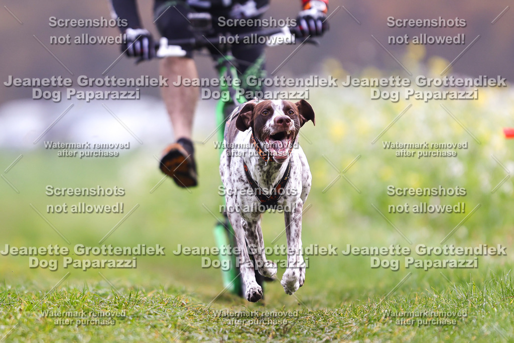 Dog Paparazzi - Visbeck 25 -282 | Dog Paparazzi Jeanette Grottendiek Fotografie & Videografie - Realisiert mit Pictrs.com