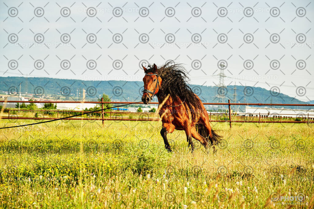 304_202406_Nicki-Herodes_NZ9_0258 | proPHOTO - Realisiert mit Pictrs.com