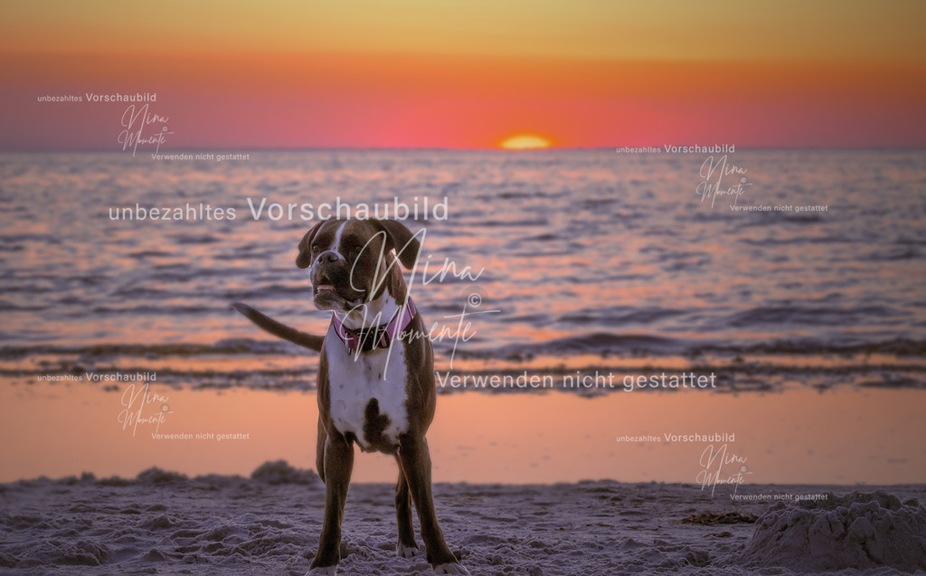 _16A6231 | Einzigartige Fotos von Hunden & Menschen –Actionfotos, Portraits, Vereinsaufnahmen & Paarshootings – authentisch, lebendig & mit Herz.
