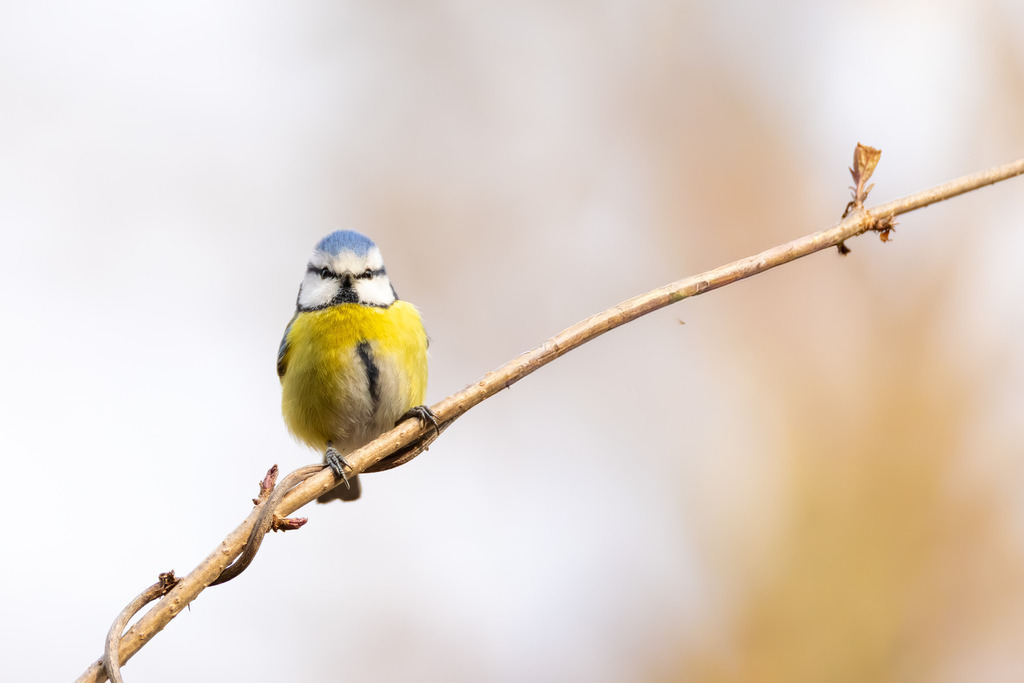 Die Blaumeise | Die Blaumeise ist ein kleiner, aber auffälliger Singvogel aus der Familie der Meisen. Sie zählt zu den häufigsten und beliebtesten Gartenvögeln in Europa und ist bekannt für ihre geringe Scheu gegenüber dem Menschen. Mit ihrem lebhaften Wesen und ihrer erstaunlichen Geschicklichkeit, besonders bei der Nahrungssuche, bereichert sie Parks, Wälder und Gärten gleichermaßen. Ihre Anpassungsfähigkeit an verschiedene Lebensräume und ihre ganzjährige Anwesenheit machen sie zu einem vertrauten Anblick, vor allem an winterlichen Futterstellen. - Realisiert mit Pictrs.com