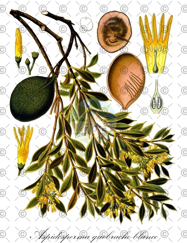 HistAbb_wfo-0000022698_1_ENZY_Simple | Historische Abbildung von Aspidosperma quebracho-blanco - Apocynaceae (Quebrachoholz) | Historical Illustration of Aspidosperma quebracho-blanco - Apocynaceae
