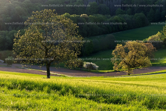 Morgenleuchten im Odenwald | Frühlingszene im Odenwald