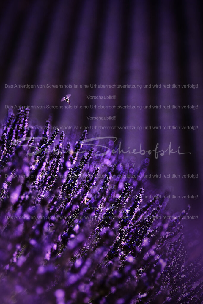 Wandbild Lavendel mit Biene | People- und Tierfotografie, Imageaufnahmen, Veranstaltungsfotografie und Wandbilder aus der Natur ★ Made in Germany ✔️ Druck + Downloads ✔️ Naturfotografie in Top Qualität ★ schneller Versand, weltweite Lieferung! - Realisiert mit Pictrs.com