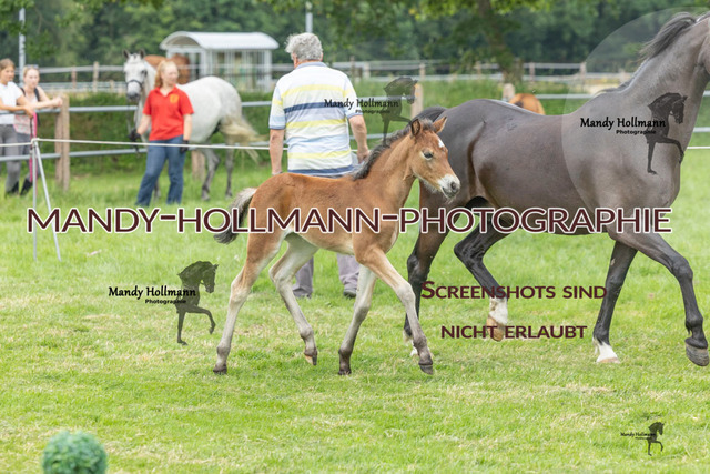 FS Timmel  26 (638 von 683) | mandyhollmannphotographie