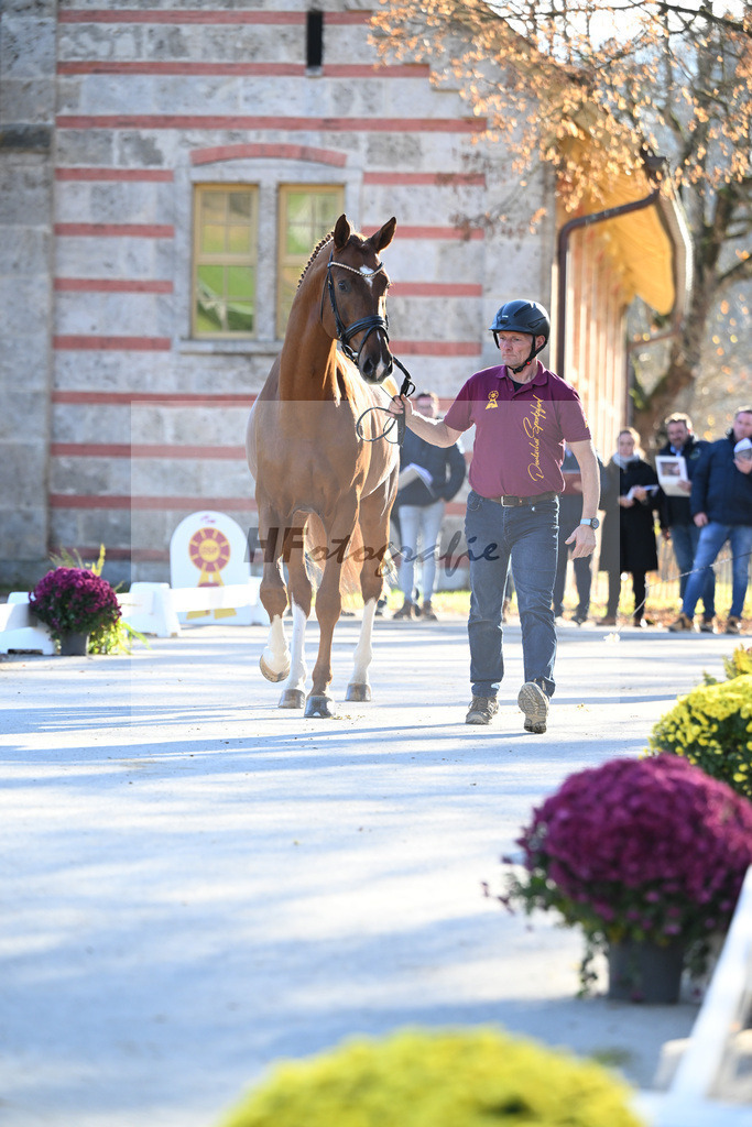 Kat-Nr. 22 Secret x Revolution_Gestuet Greim_47251008 | hf-fotografie - Realisiert mit Pictrs.com