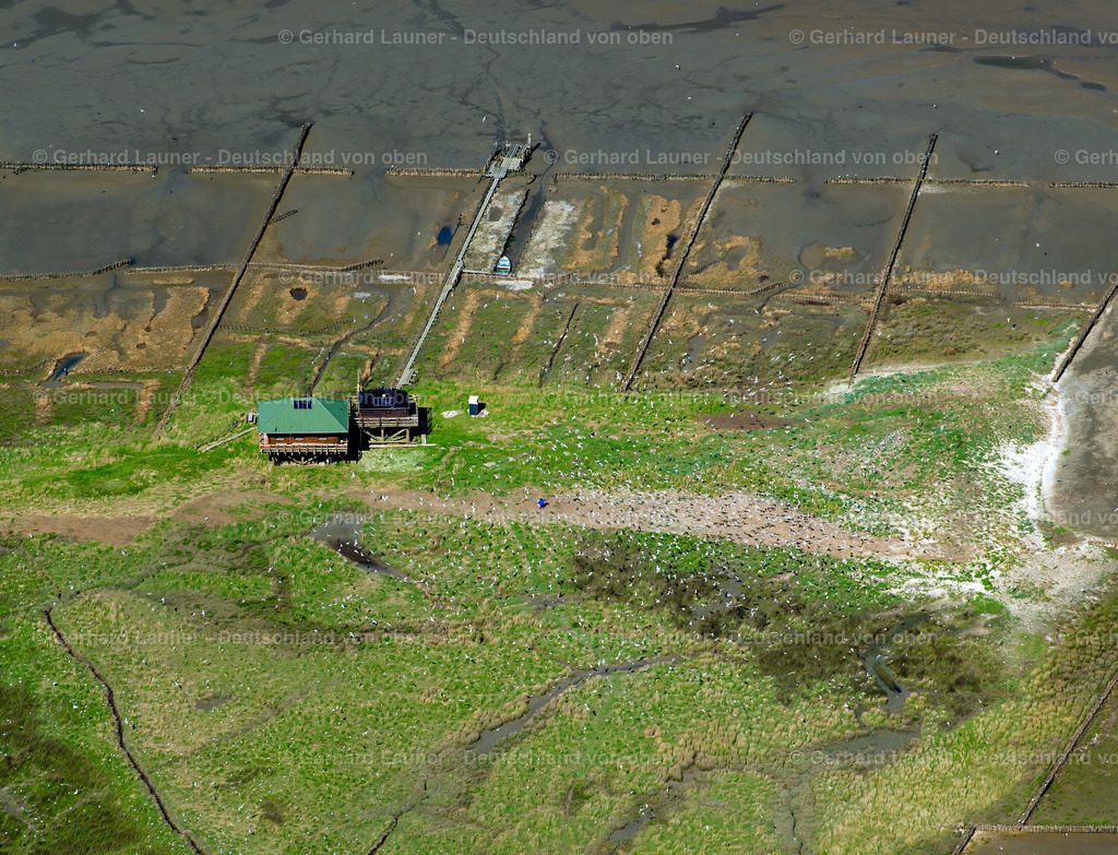 9300115 | Vogelfreistätte Hallig Norderoog, Nationalpark Schleswig-Holsteinisches Wattenmeer