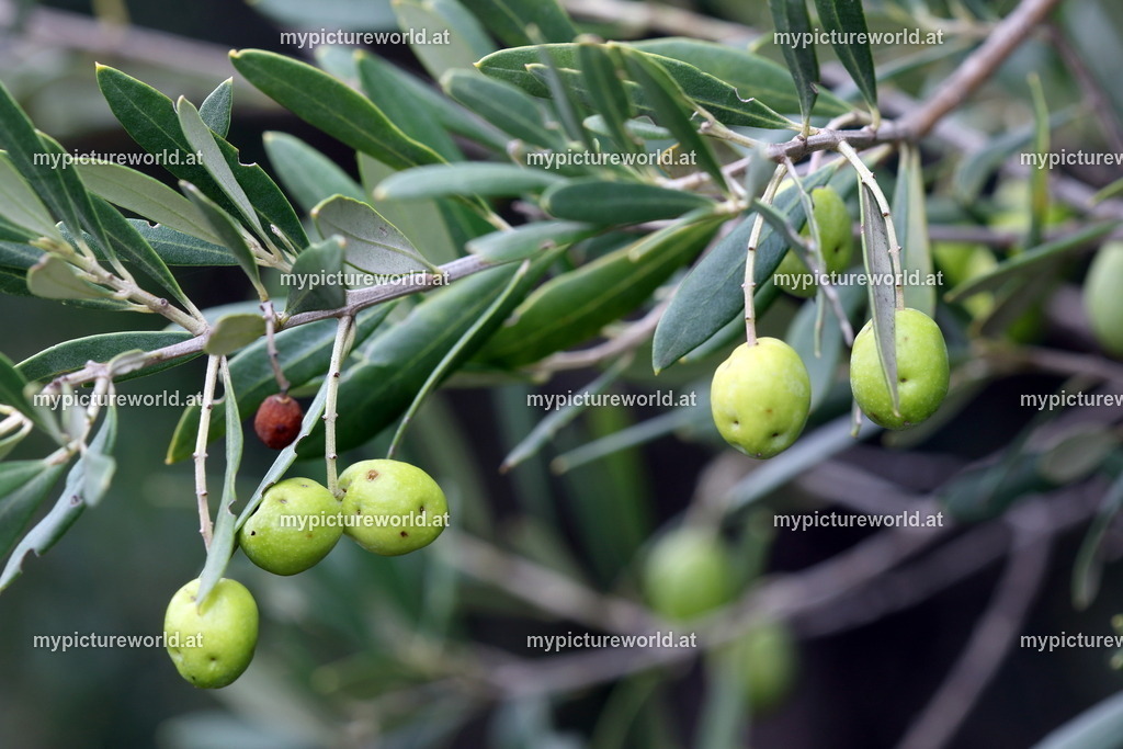Olivenbaum-008 | Das Bilderarchiv über Tiere, Planzen und Landschaften. In der Bilddatenbank finden Sie ein große Auswahl an hochwertigen Bilder für Ihre Werbung - Realized with Pictrs.com