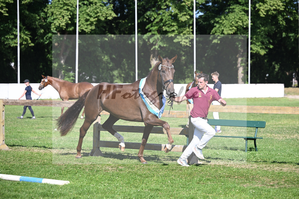 Kat-Nr. 57 Thalya W v. Va Bene_Winklmaier_19251407 | hf-fotografie - Realizzato con Pictrs.com
