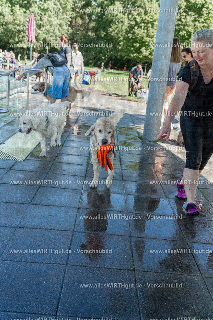 Hundeschwimmen_Volksbad_2026-allesWIRTHgut_Tierfotografie-2609061302-121213-7R500414 | Professionelle Tierfotografie in Mönchengladbach von Daniel Wirth (allesWIRTHgut). Liebevolle & natürliche Bilder von Hunden & Katzen für unvergessliche Erinnerungen.