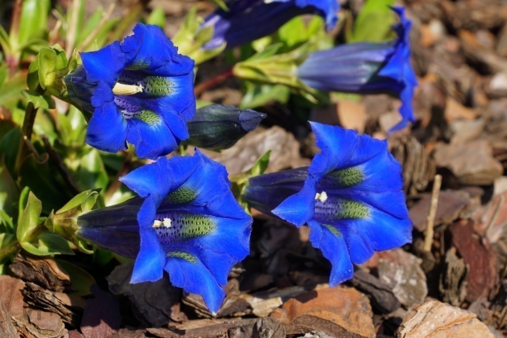 Enzianblüten | Enzianblüten - Realisiert mit Pictrs.com