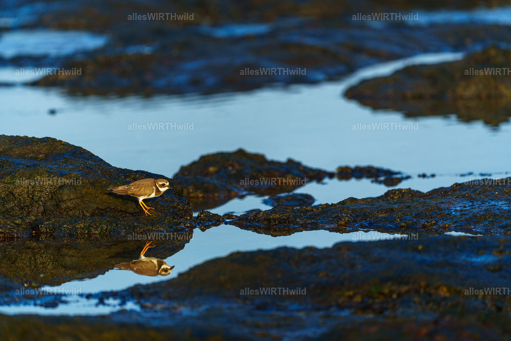allesWIRTHgut Tierfotografie - allesWIRTHgut.de - 7IV01898 | Entdecke die faszinierende Welt der Natur- und Wildlife-Fotografie von Daniel und Bärbel. Inspirierende Bilder von wilden Tieren und kleinen Naturwundern.