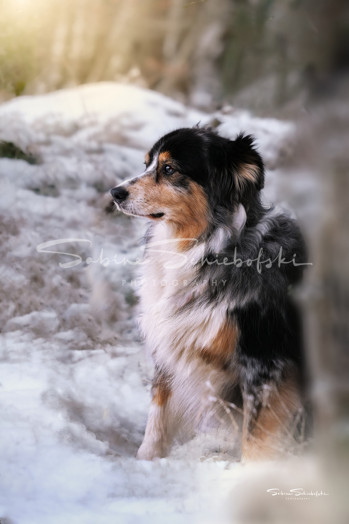 "June" Blick in den Winterwald | People- und Tierfotografie, Imageaufnahmen, Veranstaltungsfotografie und Wandbilder aus der Natur ★ Made in Germany ✔️ Druck + Downloads ✔️ Naturfotografie in Top Qualität ★ schneller Versand, weltweite Lieferung! - Realisiert mit Pictrs.com