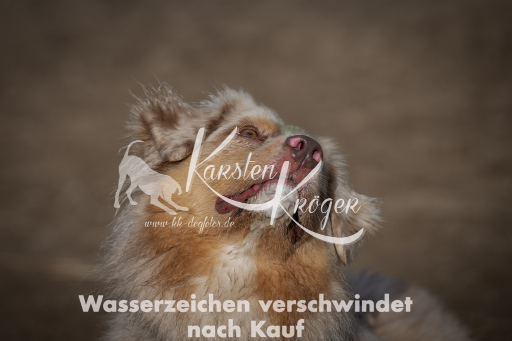 1037_ZZ99006 | kk-dogfotos
