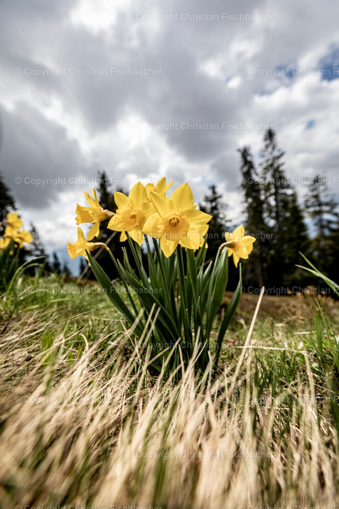 Fotos_Copyright_Chri_Fischbacher_Druck-375 | Bildershop Chri Fischbacher - Realisiert mit Pictrs.com