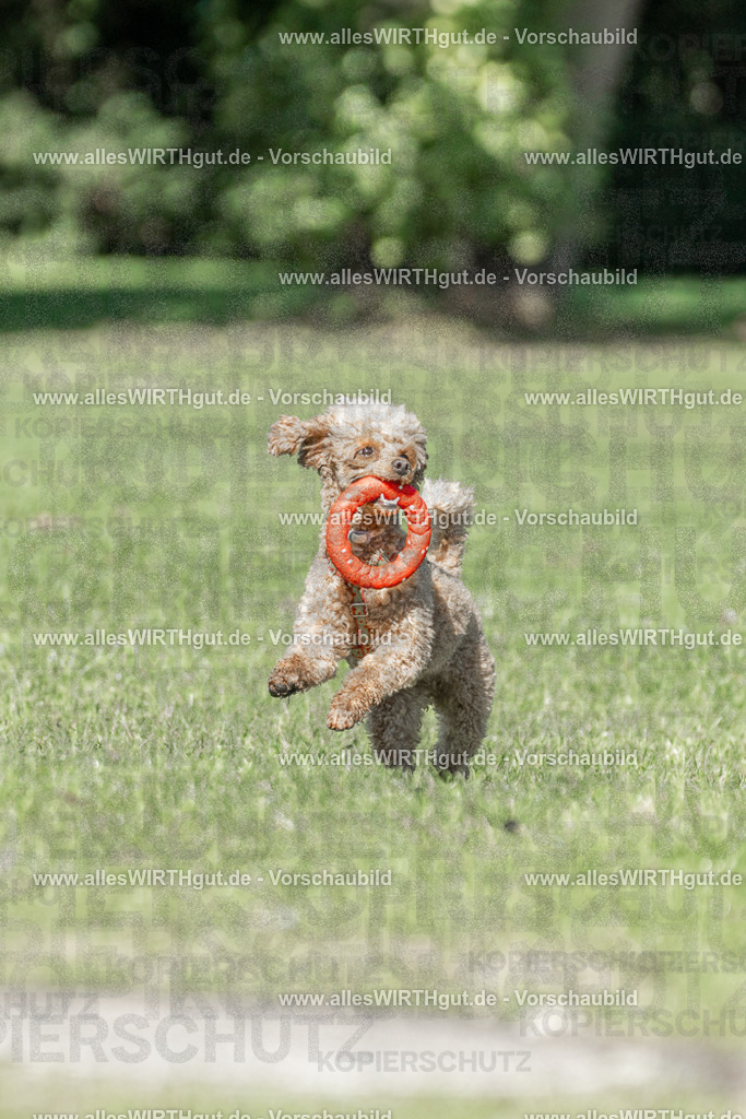 Hundeschwimmen_Volksbad_2026-allesWIRTHgut_Tierfotografie-2609061112-102236-7R509531 | Professionelle Tierfotografie in Mönchengladbach von Daniel Wirth (allesWIRTHgut). Liebevolle & natürliche Bilder von Hunden & Katzen für unvergessliche Erinnerungen.