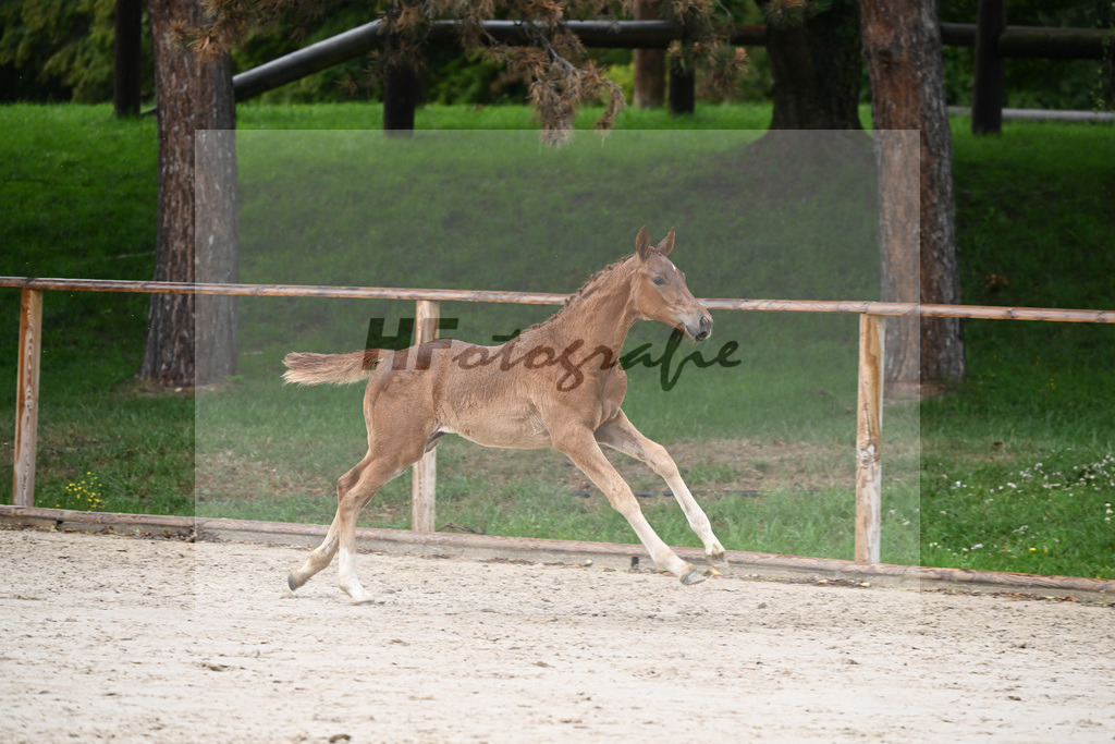 Kat-Nr. 21 SF DSP Floricello_Niedermair_25230356 | hf-fotografie - Realizzato con Pictrs.com