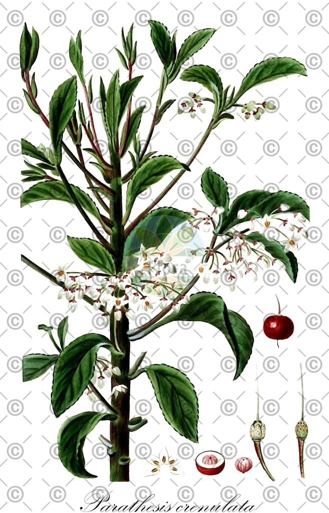 HistAbb_wfo-1000036334_1_ENZY_Simple | Historische Abbildung von Parathesis crenulata - Primulaceae | Historical Illustration of Parathesis crenulata - Primulaceae