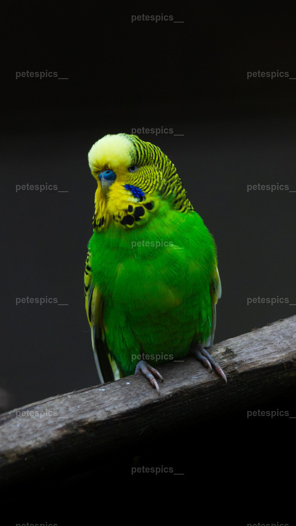 IMG_0853 | petespics