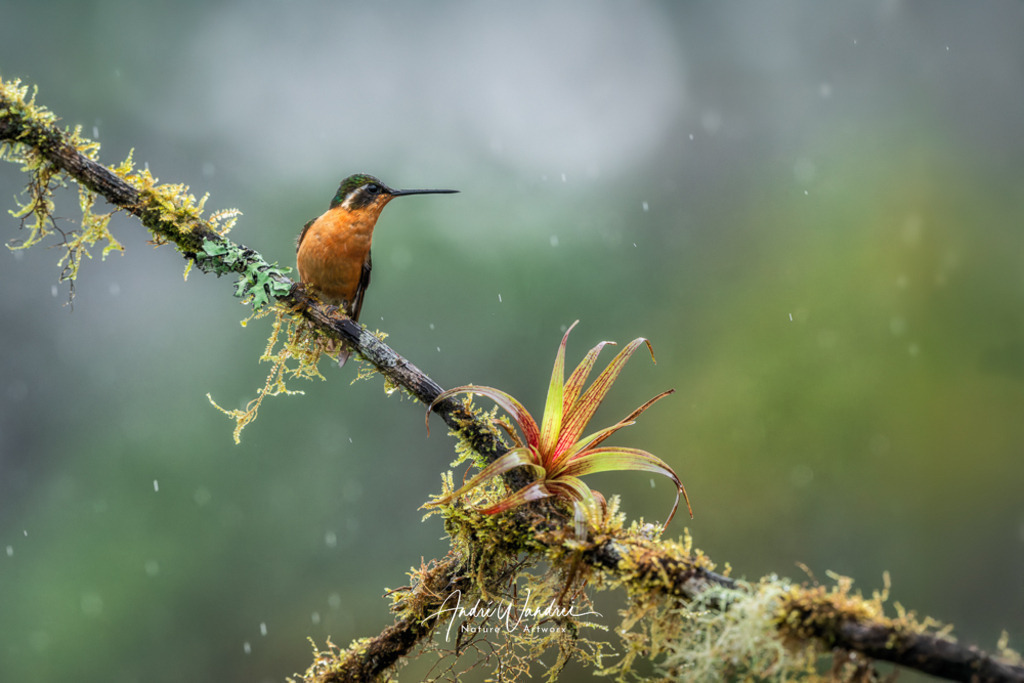 Wacht im Regen | Andre Wandrei - Nature Artworx - Realisiert mit Pictrs.com