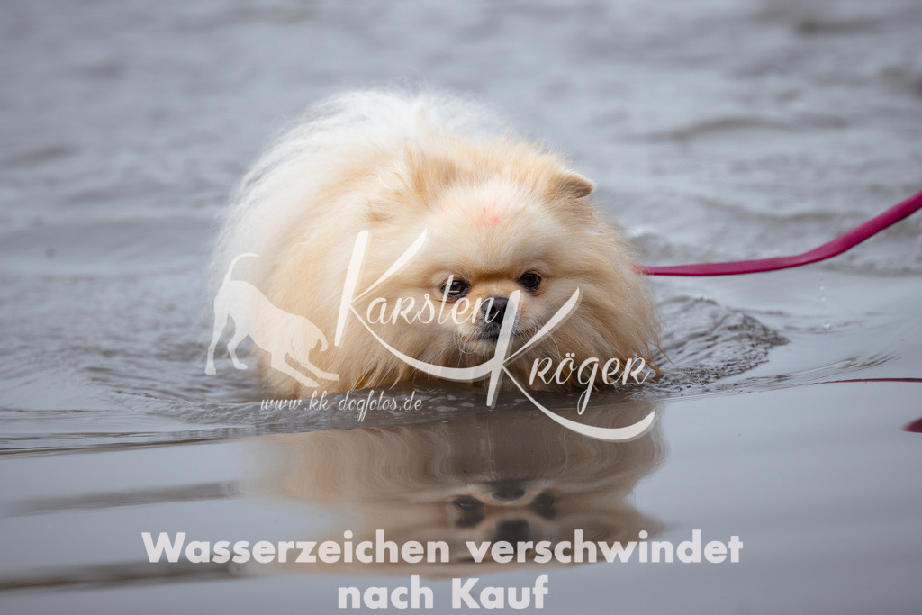 1113_ZZ93245 | kk-dogfotos