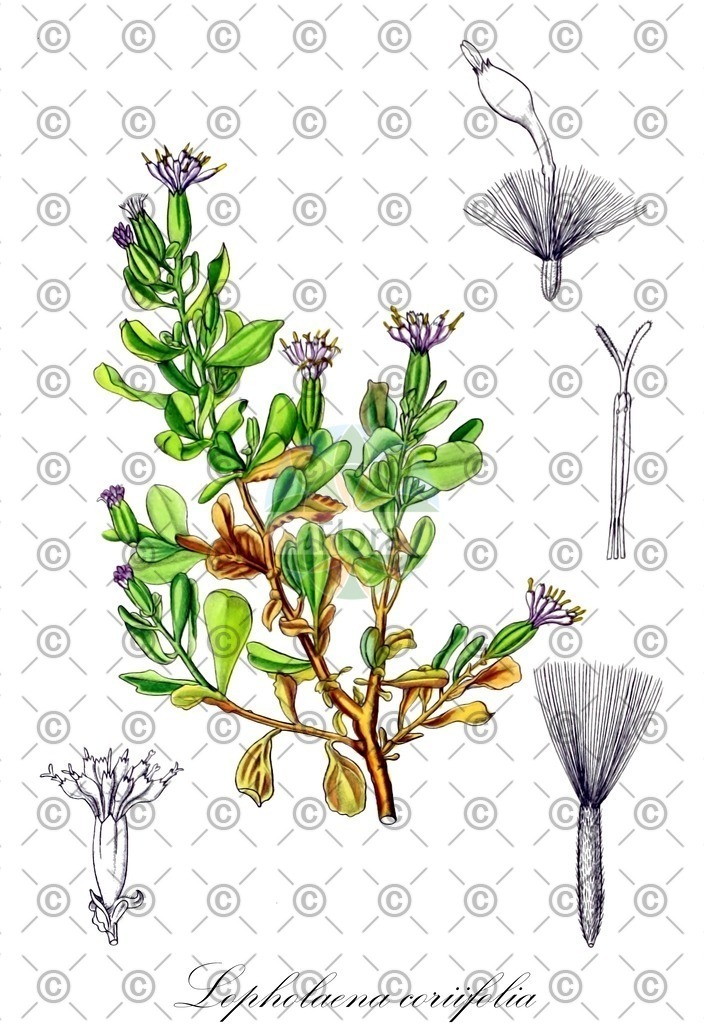 HistAbb_wfo-0000068289_1_ENZY_Simple | Historische Abbildung von Lopholaena coriifolia - Asteraceae | Historical Illustration of Lopholaena coriifolia - Asteraceae